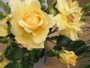 ROSINA (miniature)